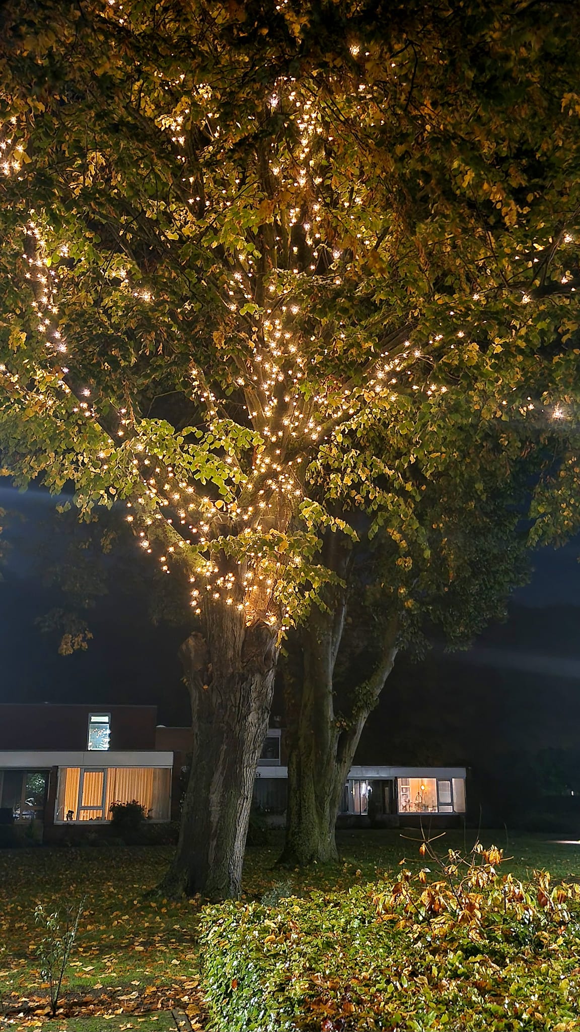 231027 01 Boomverlichting