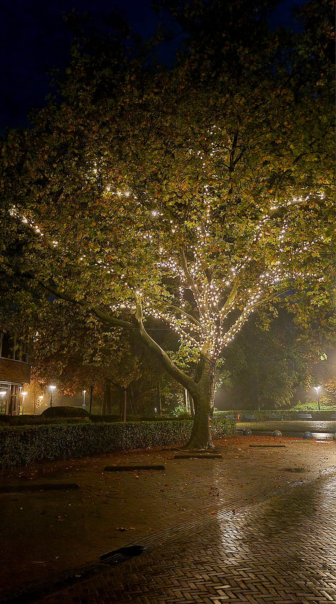 231027 02 Boomverlichting